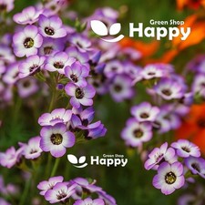 Bird's Eyes - 1100 Seeds (Gillia Tricolor)