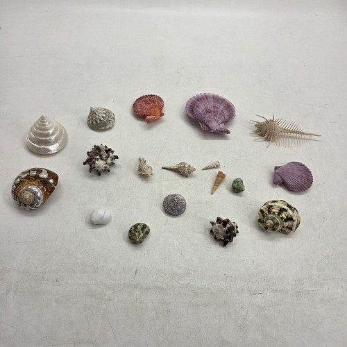 Large sea shell collection - sea,