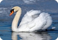 Swan Rectangle Aluminium