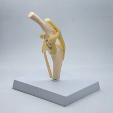 Dog knee Canine Joint model