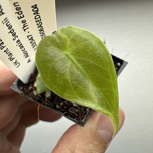 Alocasia sedenii aurea - sedenii,