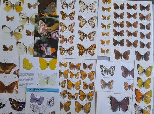 Insect butterfly - insect, &