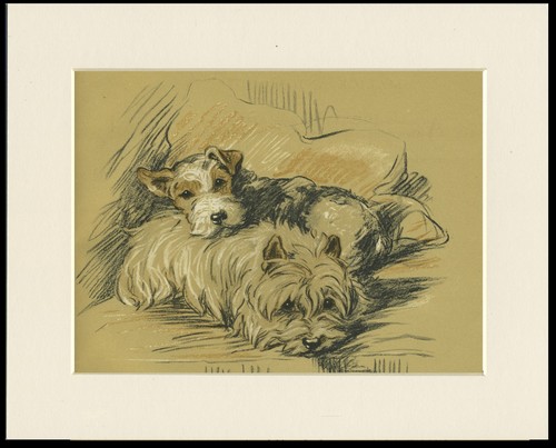 Cairn and wire fox terrier - wire,