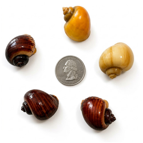Live mystery snails - live,