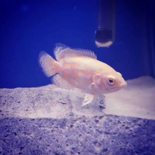 Snow white albino oscar inch - 2,