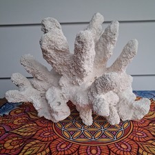 Natural white dead - white, of