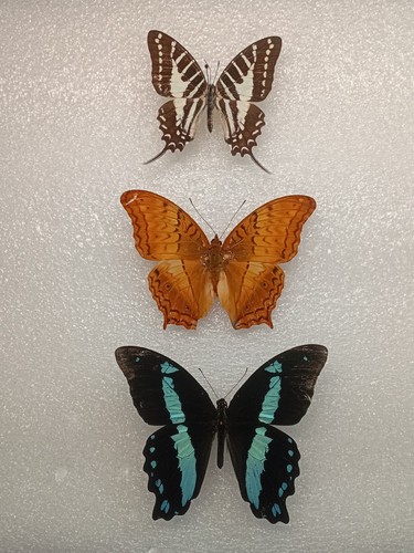 Butterfly crafting bundle - butterfly,