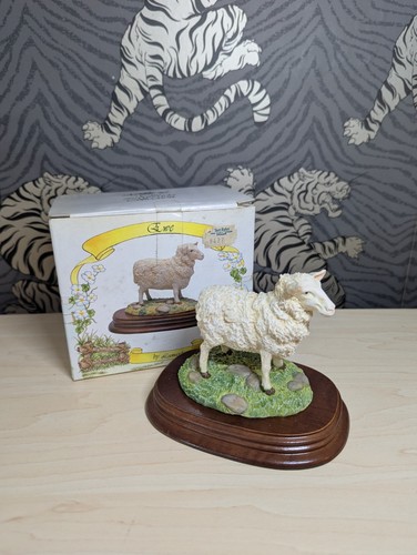 Ewe sheep the - ewe,