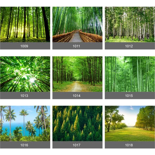 Forest trees wall mural - wall, photo