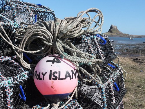 Photo lobster pots - lobster, plus
