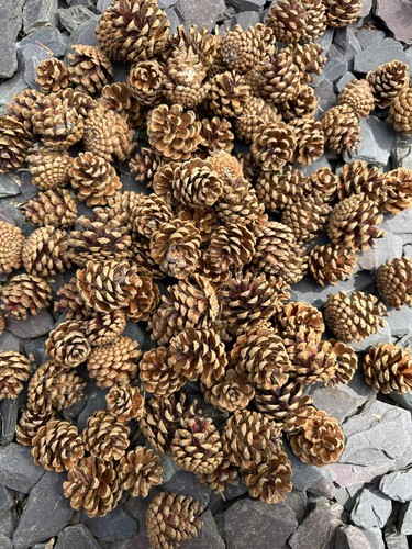 Pcs natural pine cones - pcs,