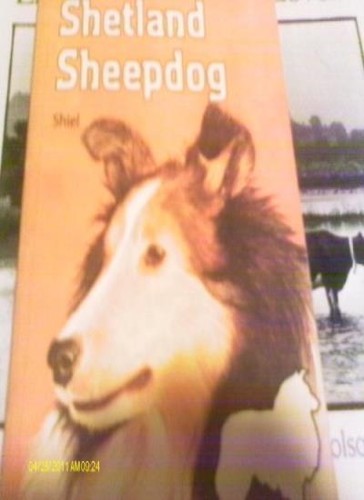 Shetland sheepdog - sheepdog, care)