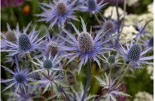 3 x 9cm Eryngium Planum Garden