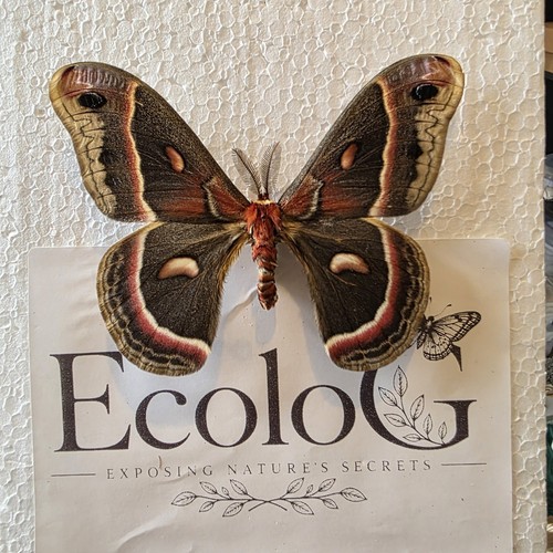 Hyalophora cecropia the - the, robin