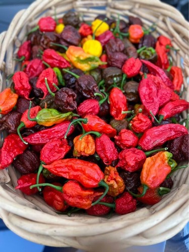 Fresh picked multi color - 60,