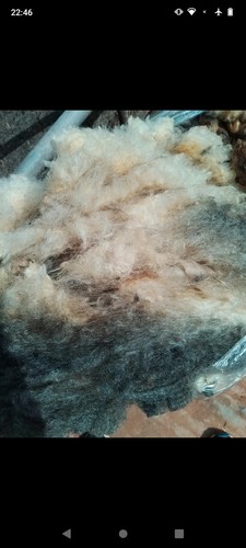Jacob sheep fleece unwashed - sheep,