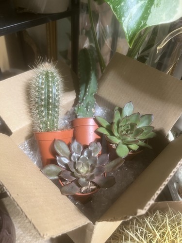 Cactus echeveria pack - cactus, of