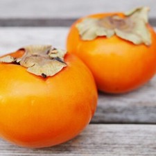 Persimmon Kaki Tree -
