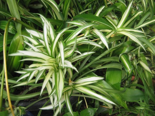 Spider plants hawaaian and - 2x,