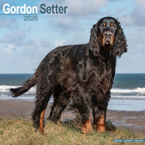 Gordon setter 2026 calendar - 2026, |