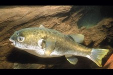 New Guinea Green Toad Puffer