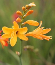 Crocosmia Lambrook Gold