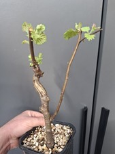 silver birch bonsai starter