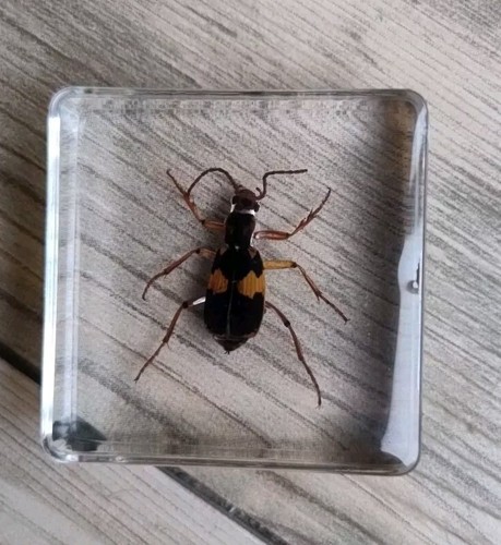Real blister beetle bug insect - blister,