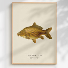 Common Carp Print Cyprinus