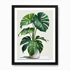 Monstera Obliqua Plant Living