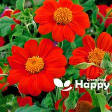 THE MEXICAN SUNFLOWER SCARLET RED - 120 SEEDS - Tithonia speciosa - FLOWER