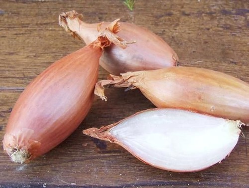 Shallot zebrune 450 - shallot,