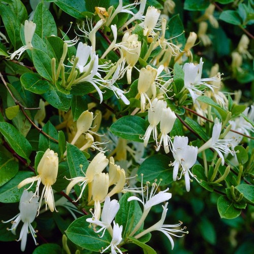 Lonicera japonica - x,