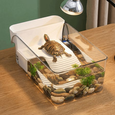 Transparent Reptile Turtle