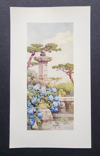 Antique 1908 print hydrangea - antique,