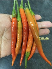 Indian Bangladeshi Extreeme