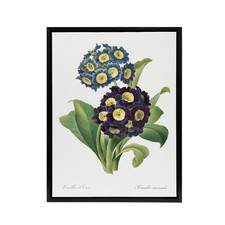 Floral Primula Auricula Redoute Vintage Black Framed Canvas Wall Art Print