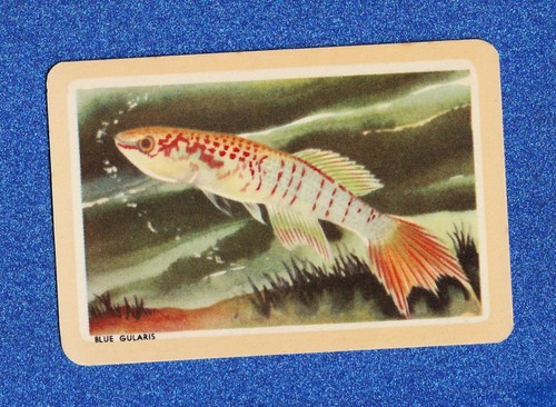 Vintage woolworths fish - vintage, swap