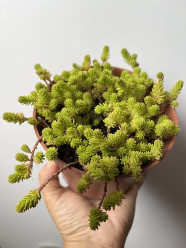 Sedum sexangulare rooted - sedum,