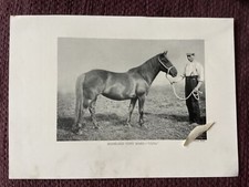 Horse, Highland Pony Mare “ Ulva”,   Antique print