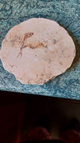 Fossil fish specimen from - fossil,