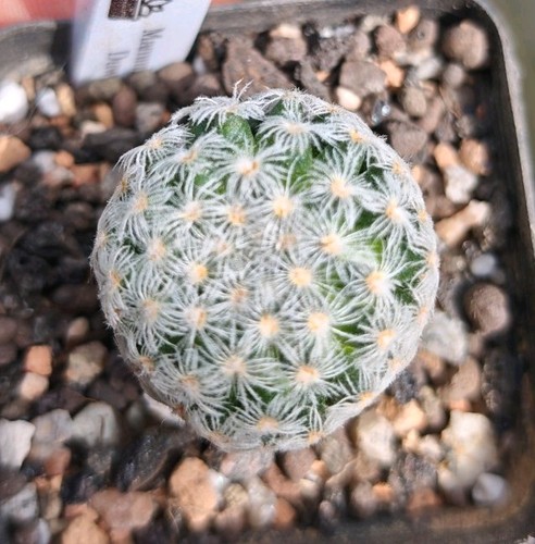 Mammillaria duwei rare - mammillaria,
