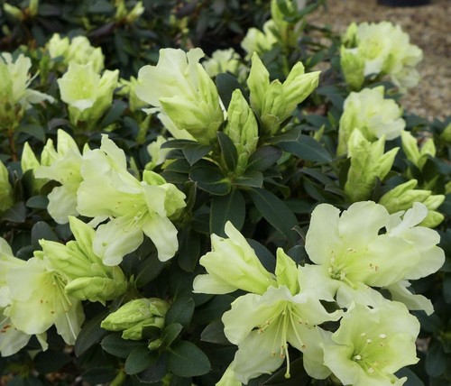 Rhododendron dwarf patty - patty, bee