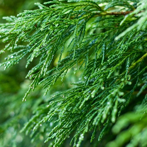 Green leylandii fast growing - leylandii,