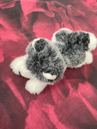 Husky teddy - husky,