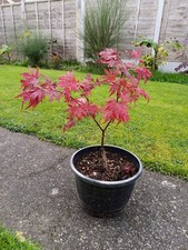 Acer Palmatum Amagi Shigure Rare Japanese Maple Purple Pink Red Garden Plant