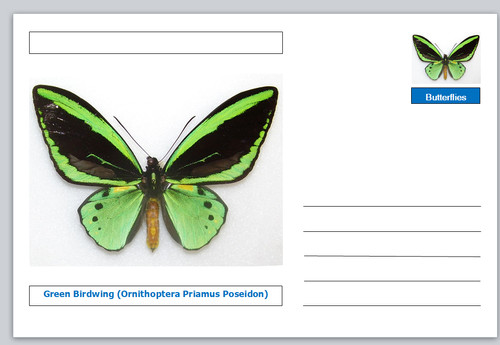 Butterflies green birdwing - butterflies,