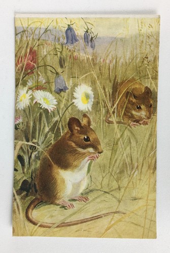 Vintage postcard field mice - vintage,
