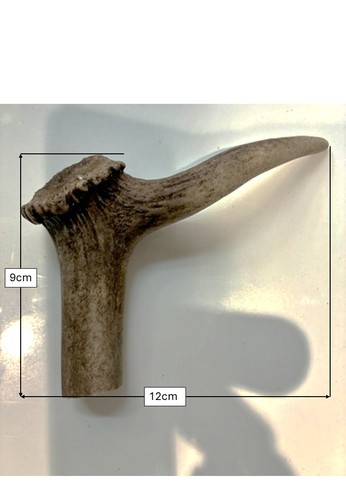 Fallow deer antler stick - deer,