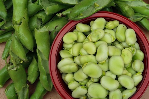 Broad bean aquadulce - bean,